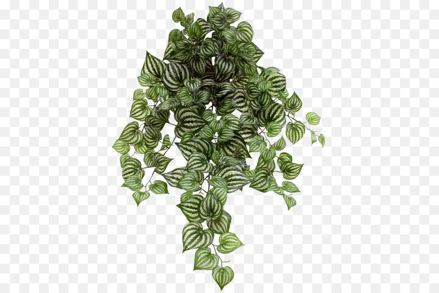 Radiador De Plantas，Hoja PNG