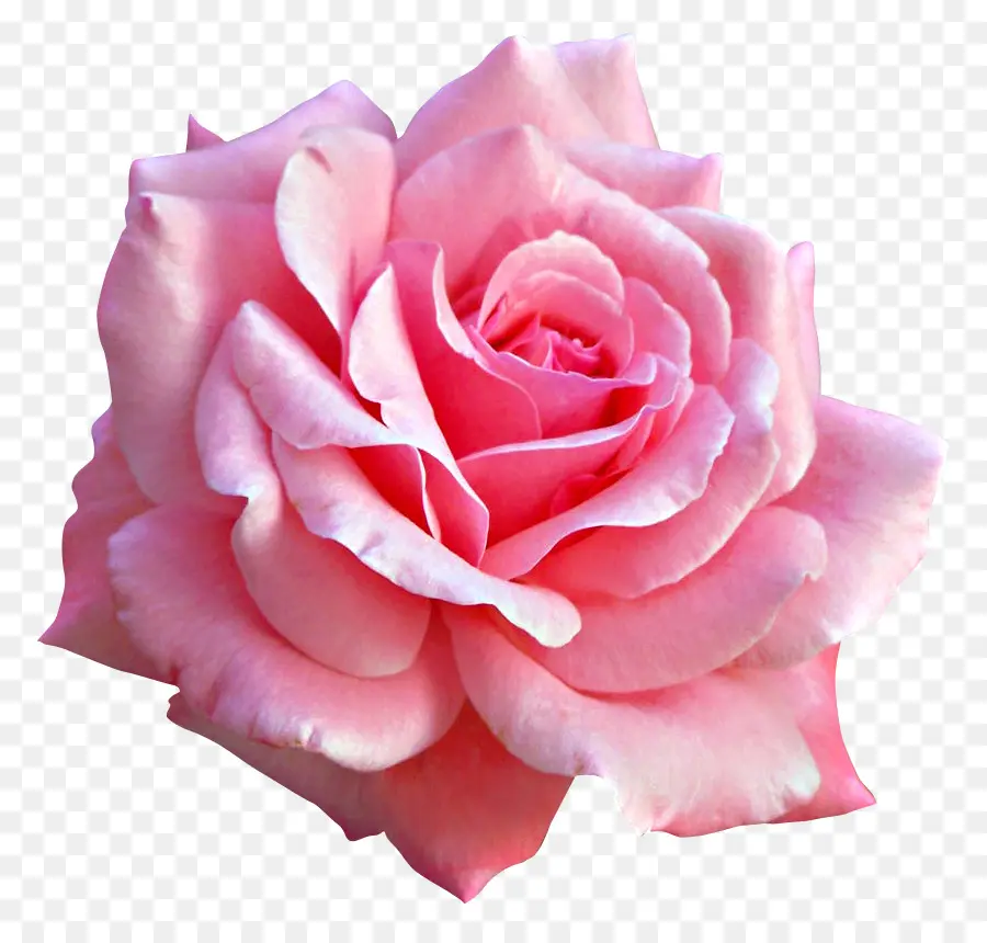 Rosa，Flores De Color Rosa PNG