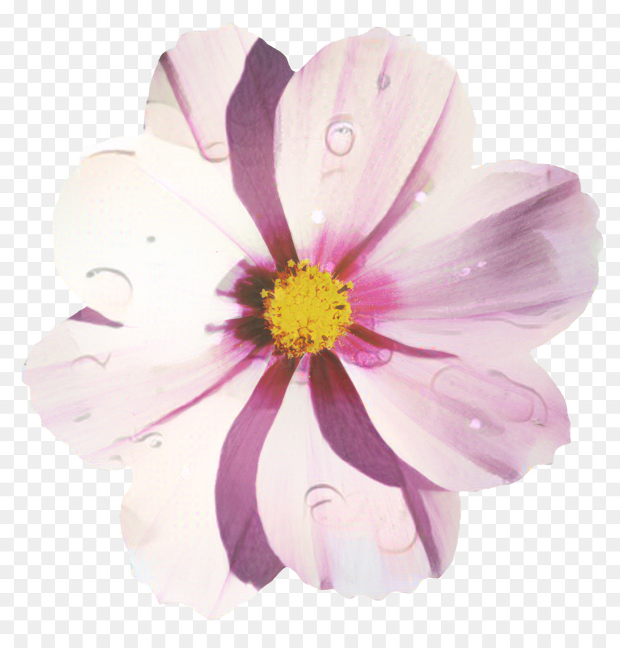 Flor，Rosa PNG