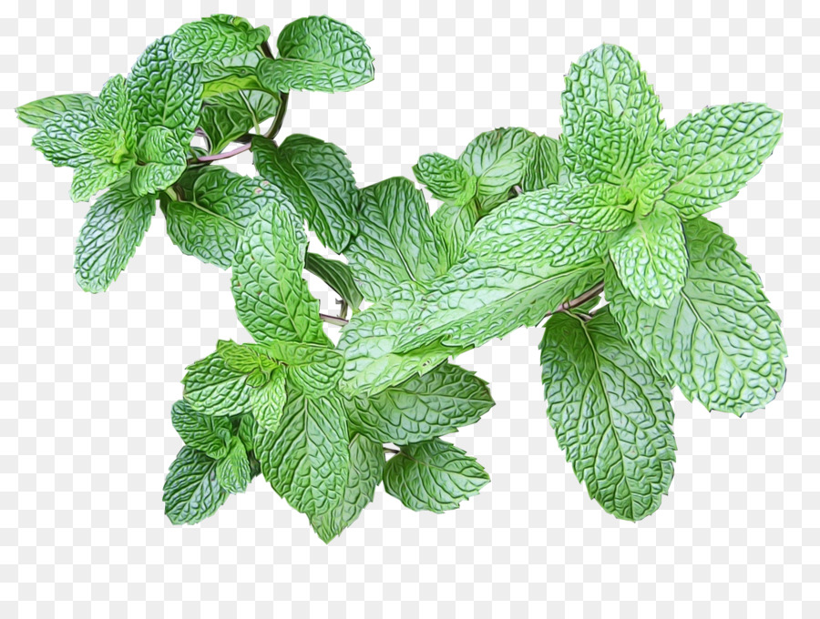 Mojito，Hierba PNG