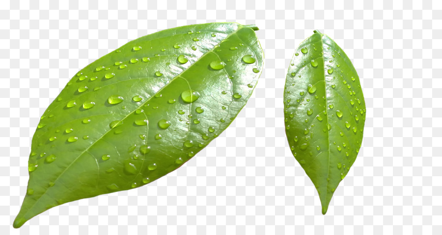 Hoja，Agua PNG