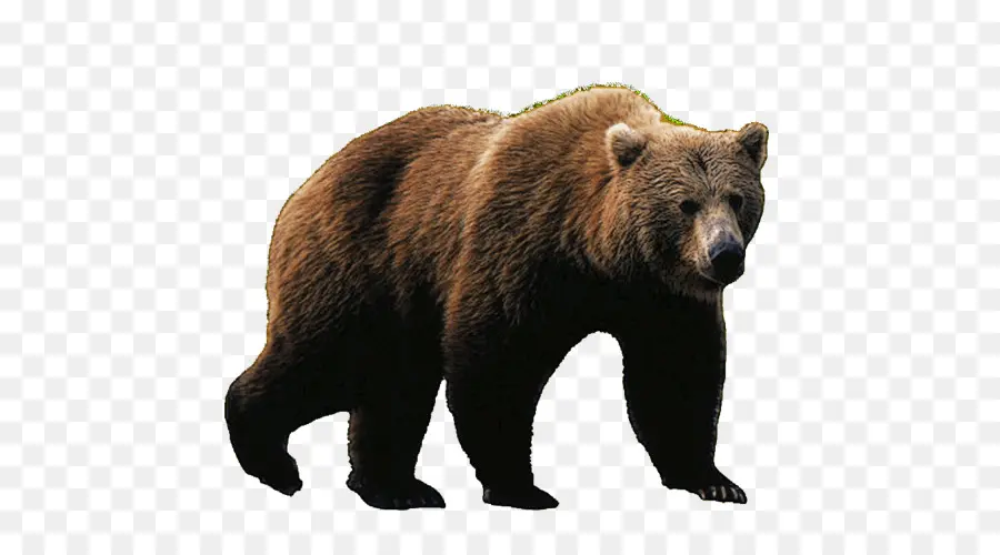 Oso Pardo，Oso PNG