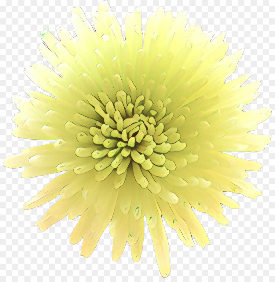 Flor，Crisantemo PNG