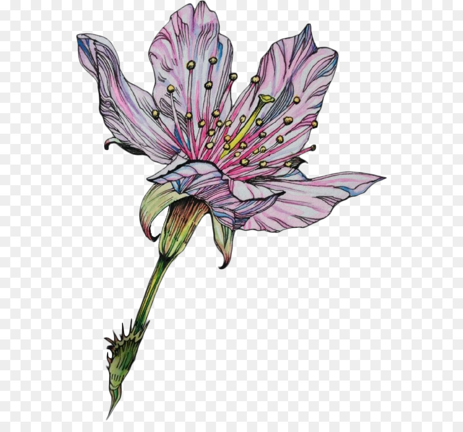 Dibujo，Flor PNG