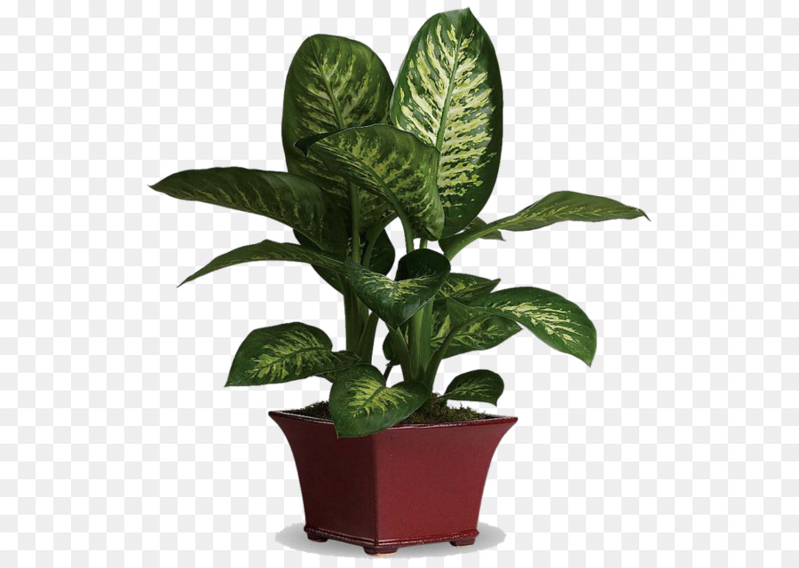 Hoja，Planta De Interior PNG