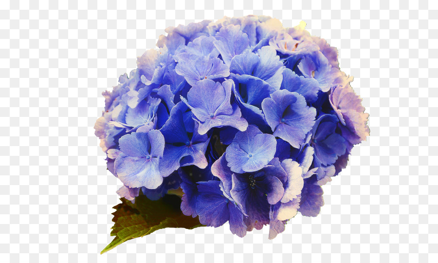 Hortensia，Azul PNG