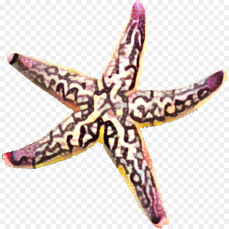 Estrella De Mar，Morado PNG