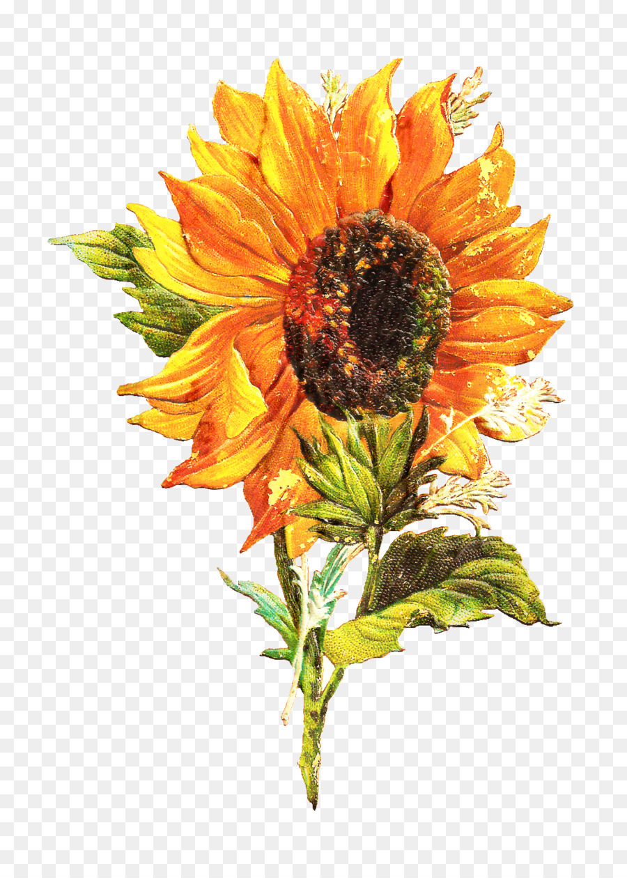 Girasol Amarillo，Hojas Verdes PNG