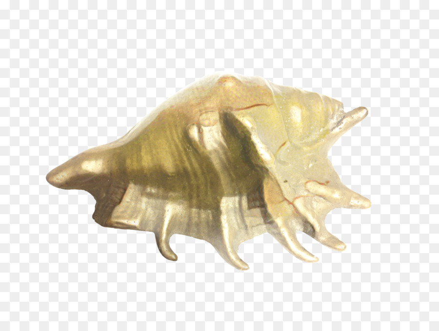 Trompeta，La Concha PNG