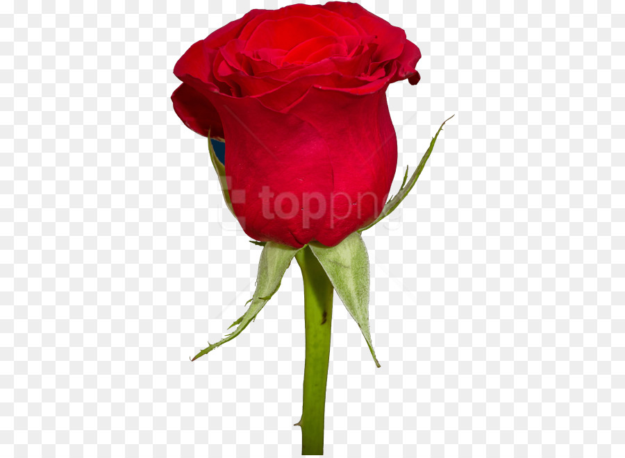 Rosa，Flor PNG