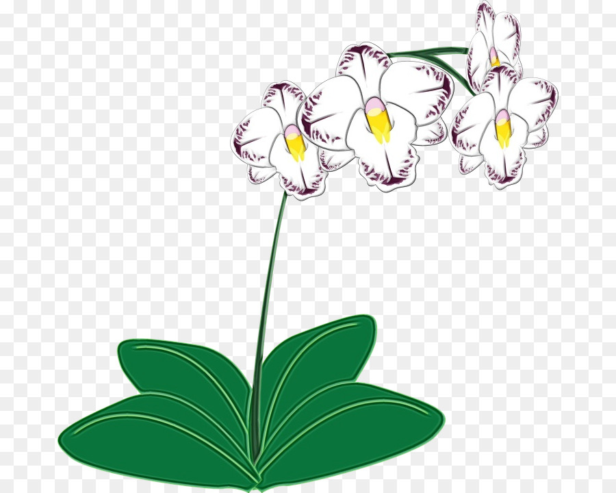 Las Orquídeas，Las Orquídeas Cattleya PNG