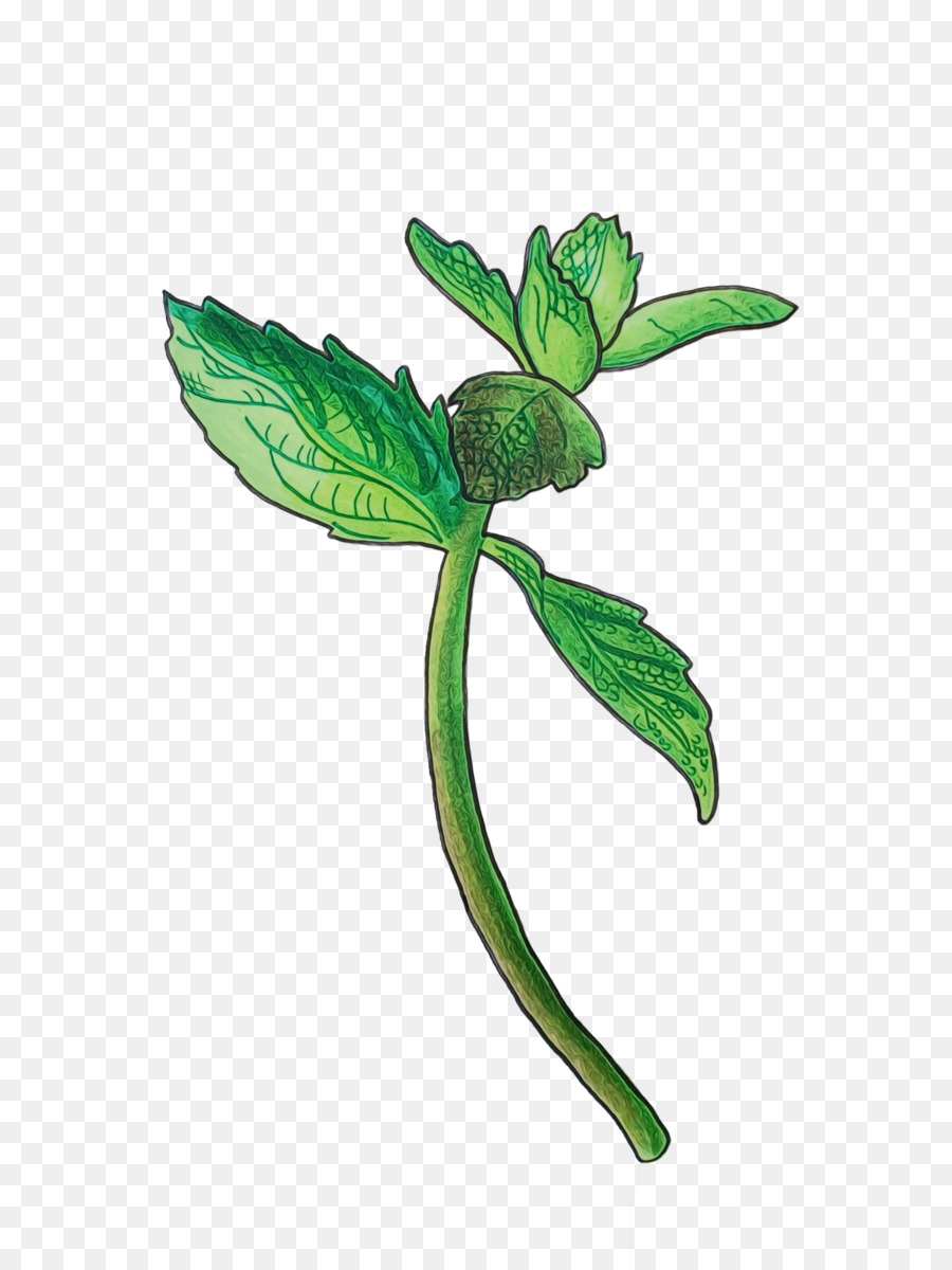 Hoja，Tallo De La Planta PNG