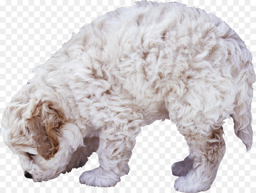 Caniche，Animal PNG