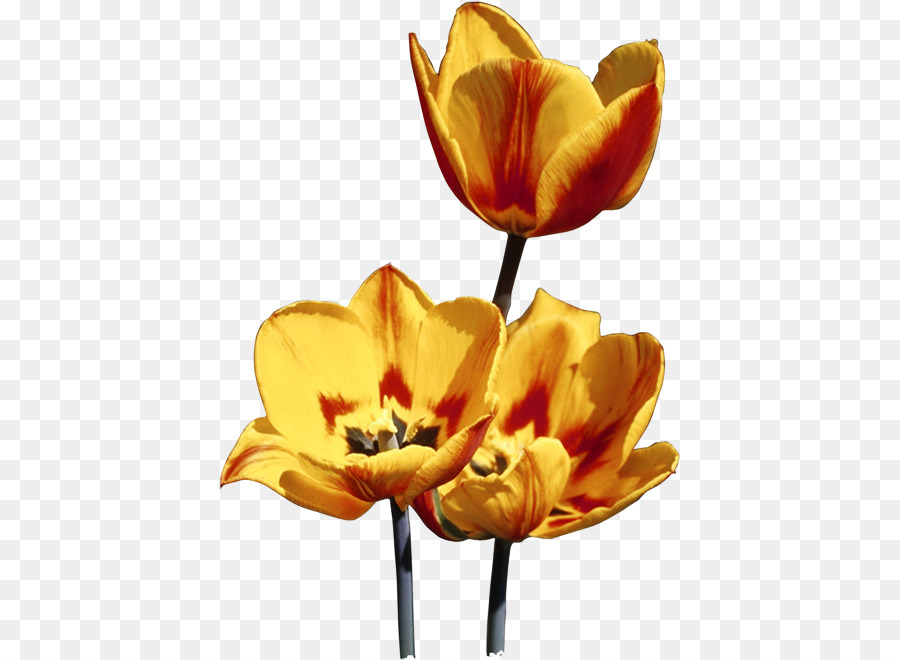 Tulip，Palabra PNG