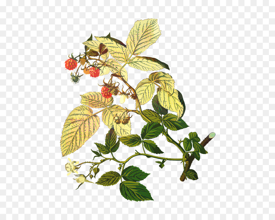 Planta De Frambuesa，Hojas PNG