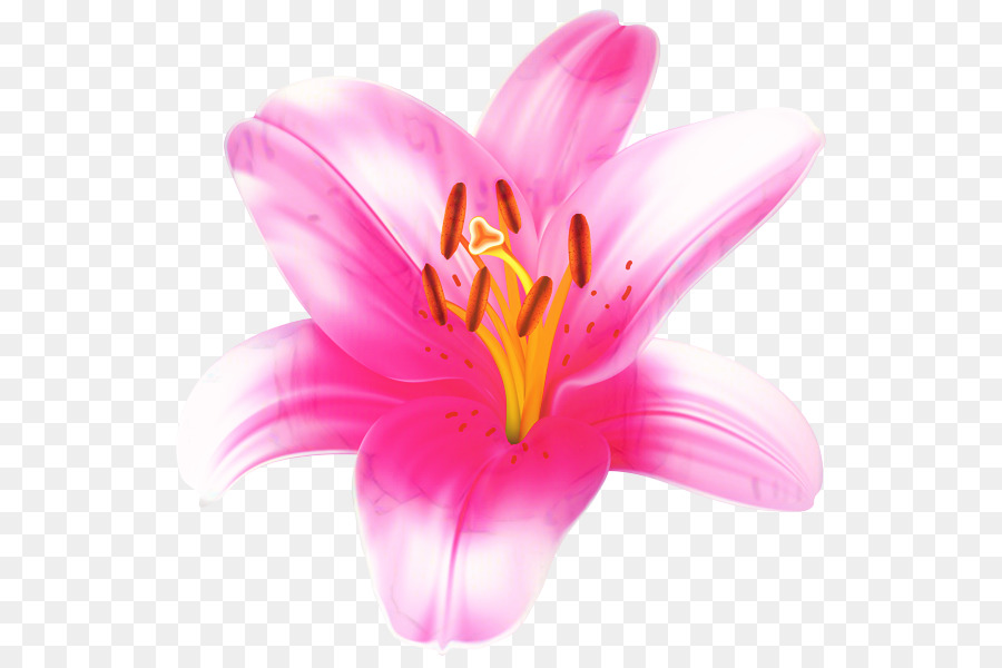 Lily，Goldenrayed Lily PNG