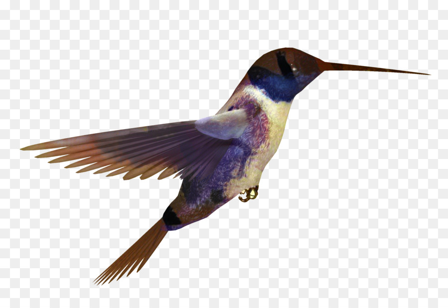 Colibrí，Pájaro PNG