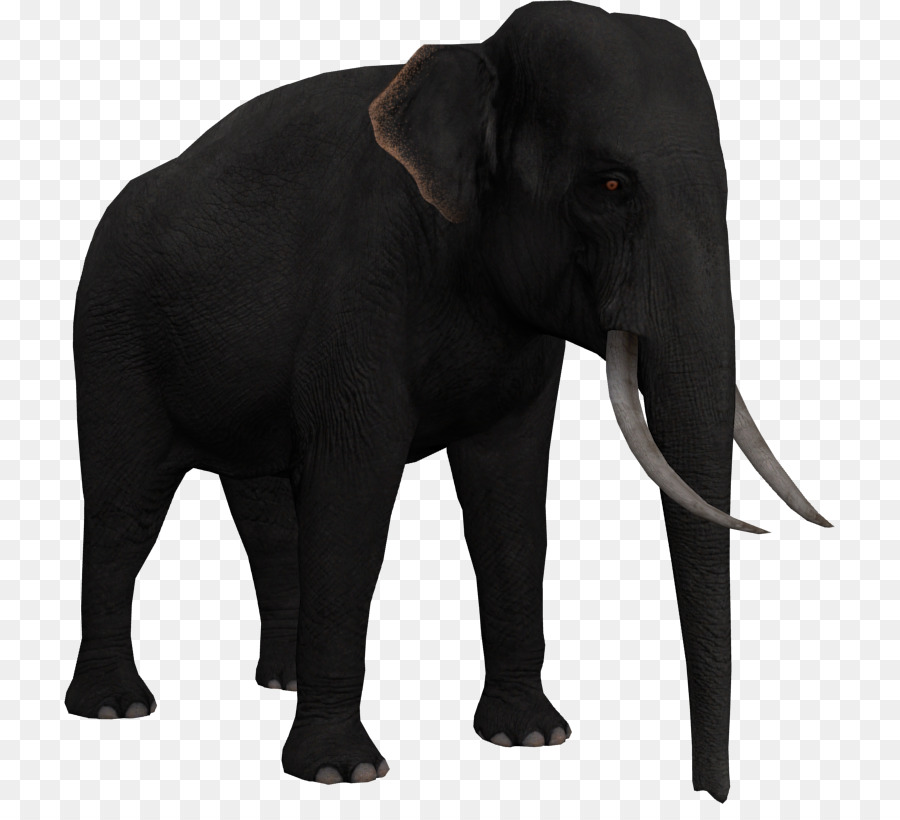 Elefante Indio，El Elefante Africano PNG