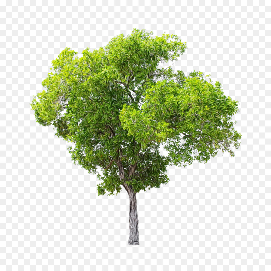 Árbol，Una Fotografía De Stock PNG