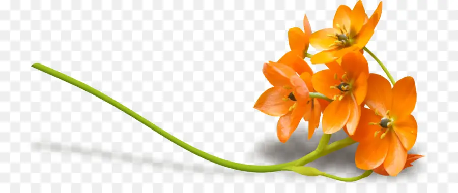 Flor，Fondo De Escritorio PNG