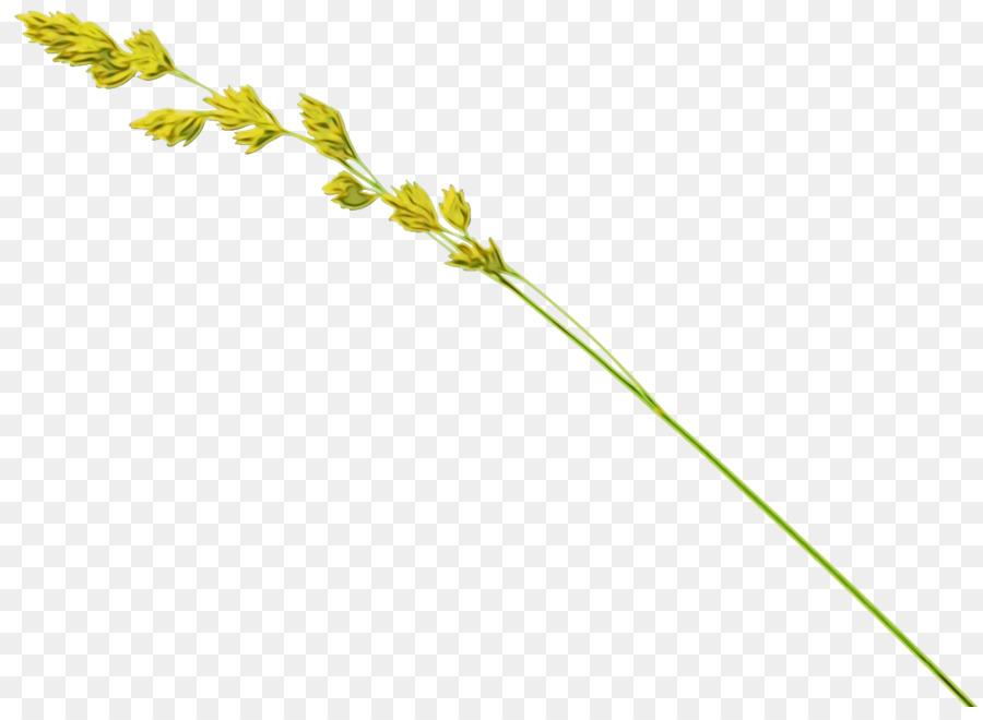 Lavanda，Flor PNG