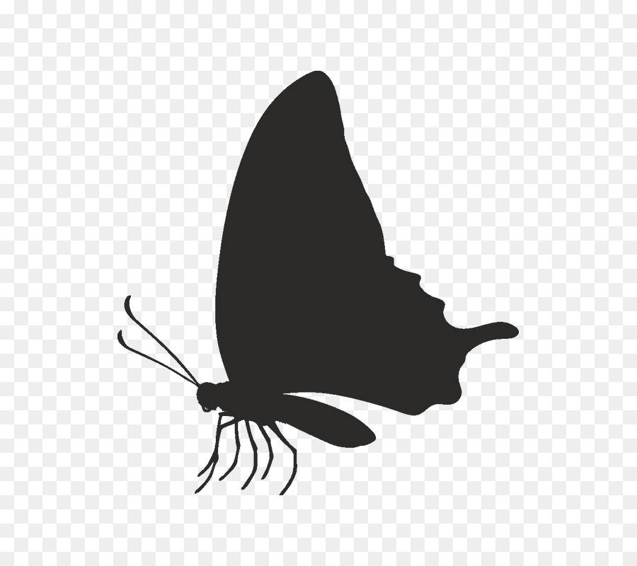 Mariposa，M 0d PNG