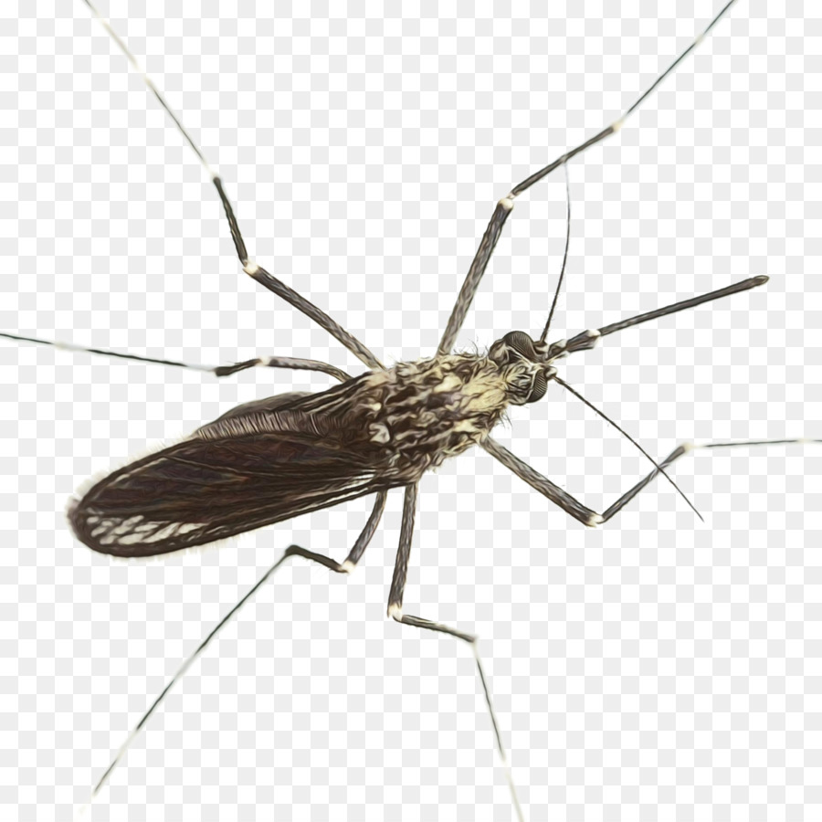 Vnr Servicios Chennai，El Control De Los Mosquitos PNG