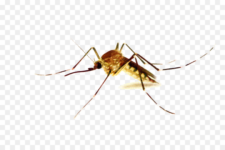 Control De Mosquitos，Mixomatosis PNG