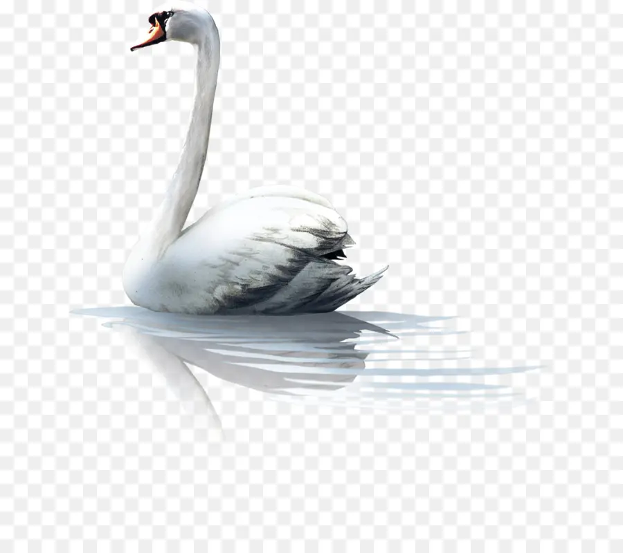 Cisne，Pato PNG