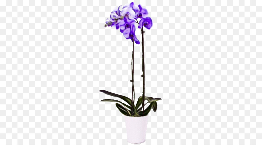 Orquídea Morada，Flor PNG