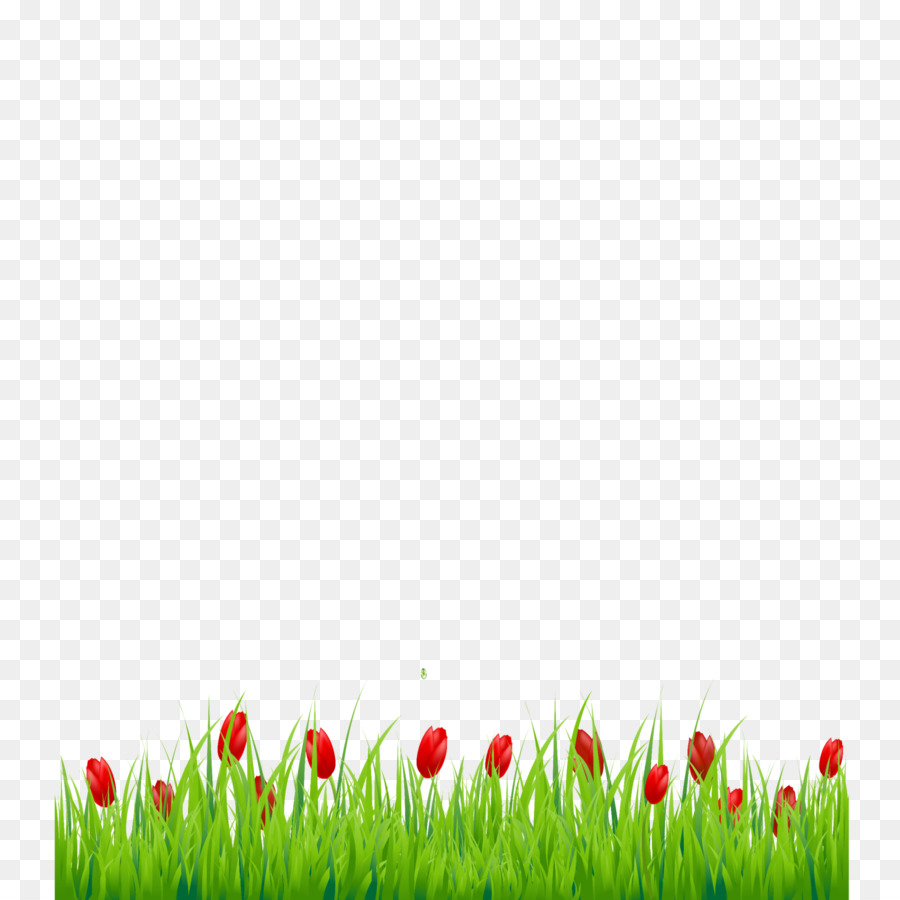 Tulipán，Planta PNG