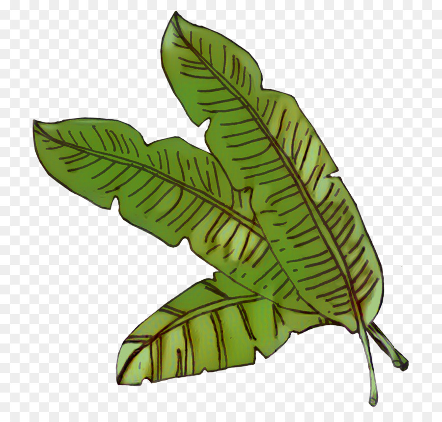 Hoja，Tallo De La Planta PNG