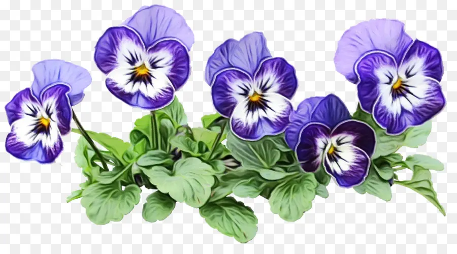 Pansy，Flor PNG