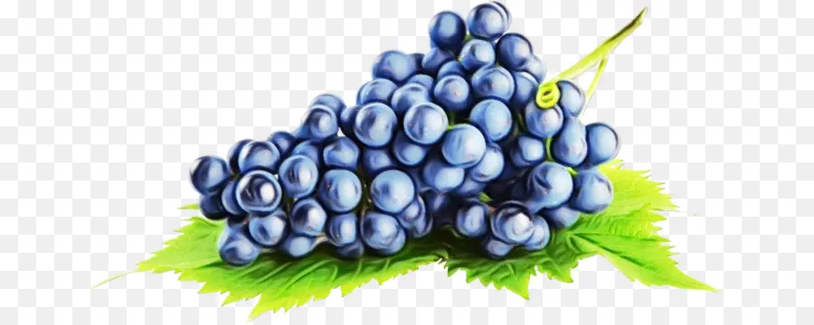 Vino，Uva PNG