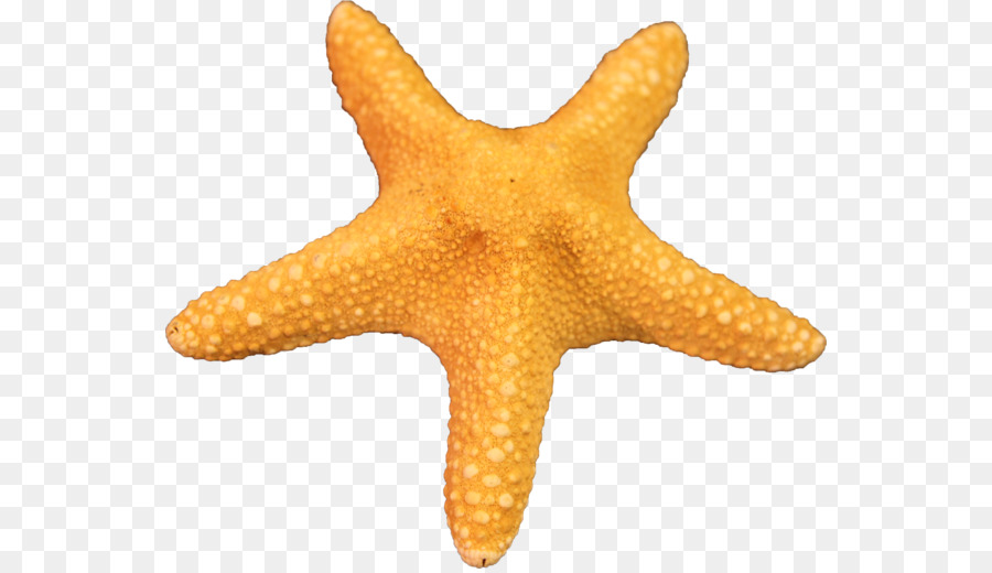 Estrella De Mar，Mar PNG