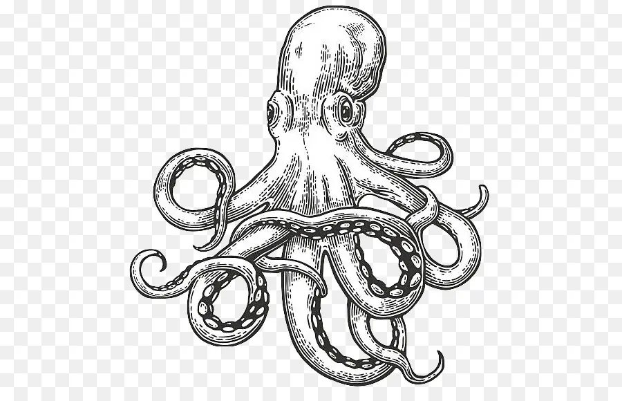 Pulpo，Dibujo PNG