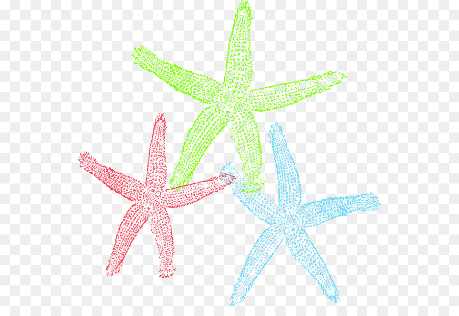 Estrella De Mar，Océano PNG