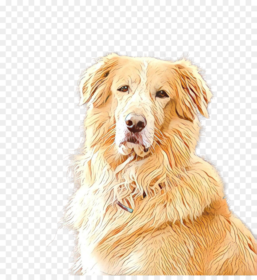 Golden Retriever，Nova Scotia Duck Peaje Retriever PNG