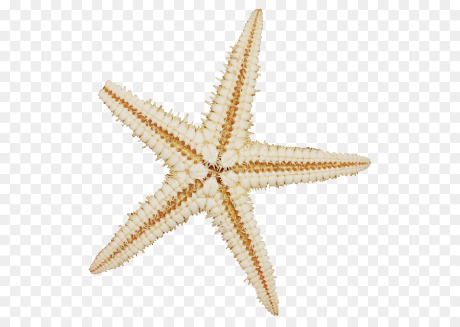 Estrella De Mar，Fondo De Escritorio PNG