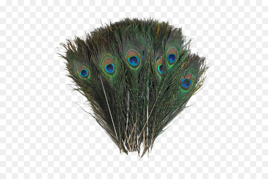 Pluma，Pavo Real PNG