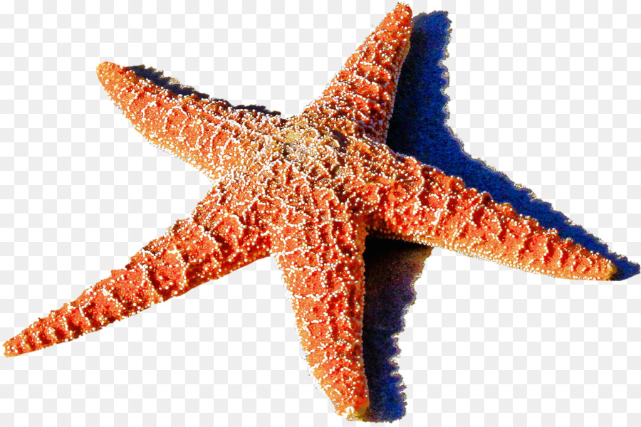 Estrella De Mar，Mar PNG