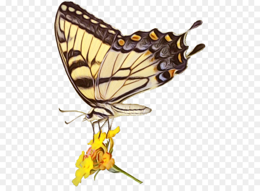 La Mariposa Monarca，Mariposa PNG