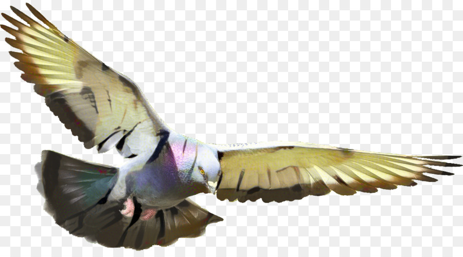 Las Palomas Y Las Palomas，Paloma Mensajera PNG