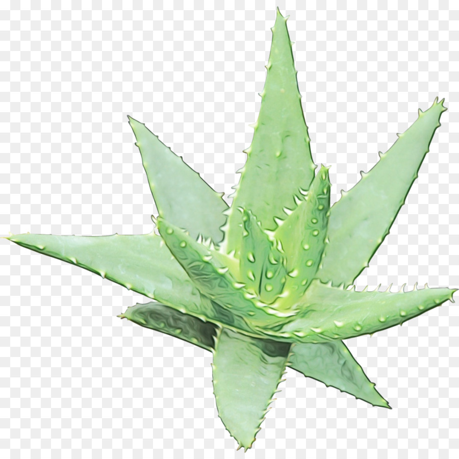 Aloe Vera，Gel PNG