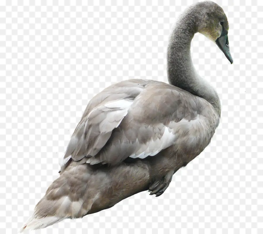 Grey Goose，Los Cisnes PNG