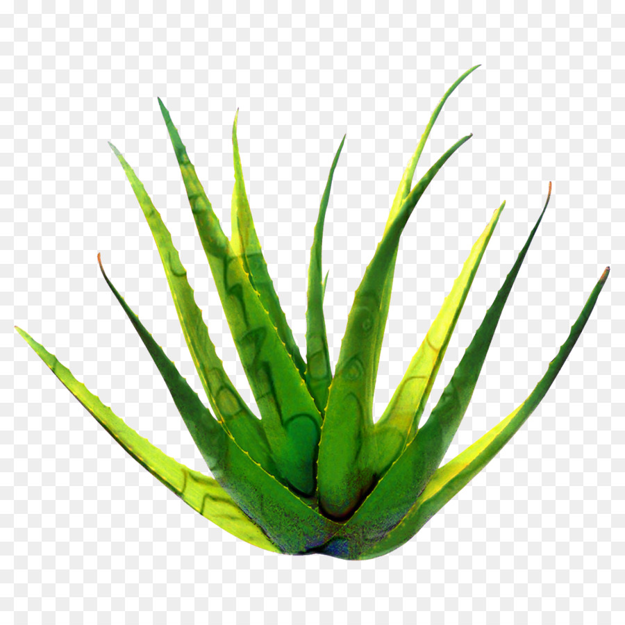 Césped，Verde PNG