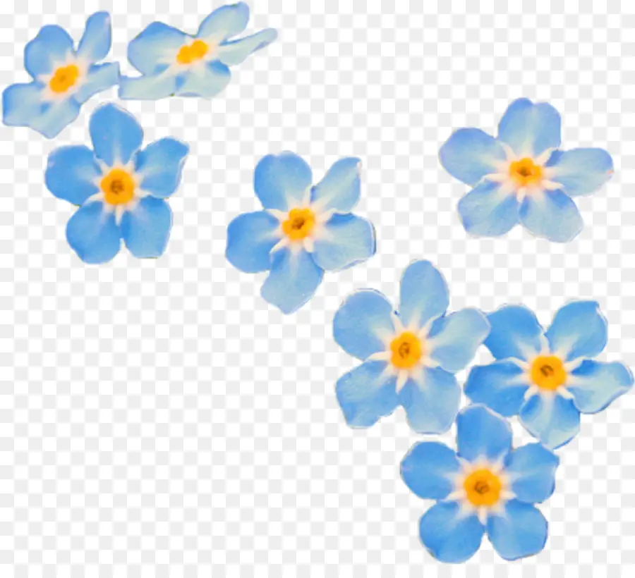 Agua Forgetmenot，Myosotis Stricta PNG