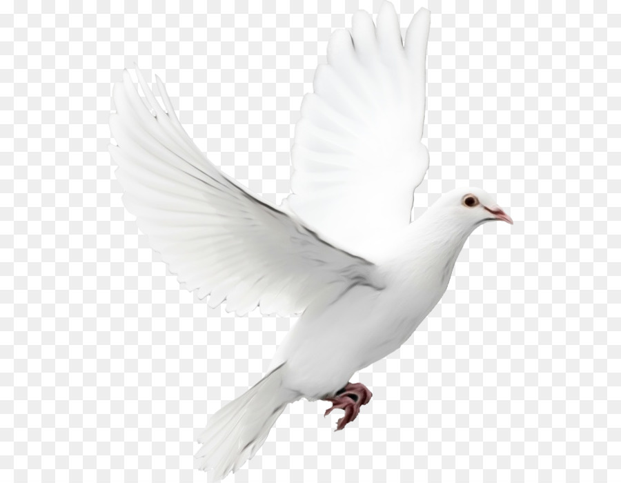 Las Palomas Y Las Palomas，Aves PNG