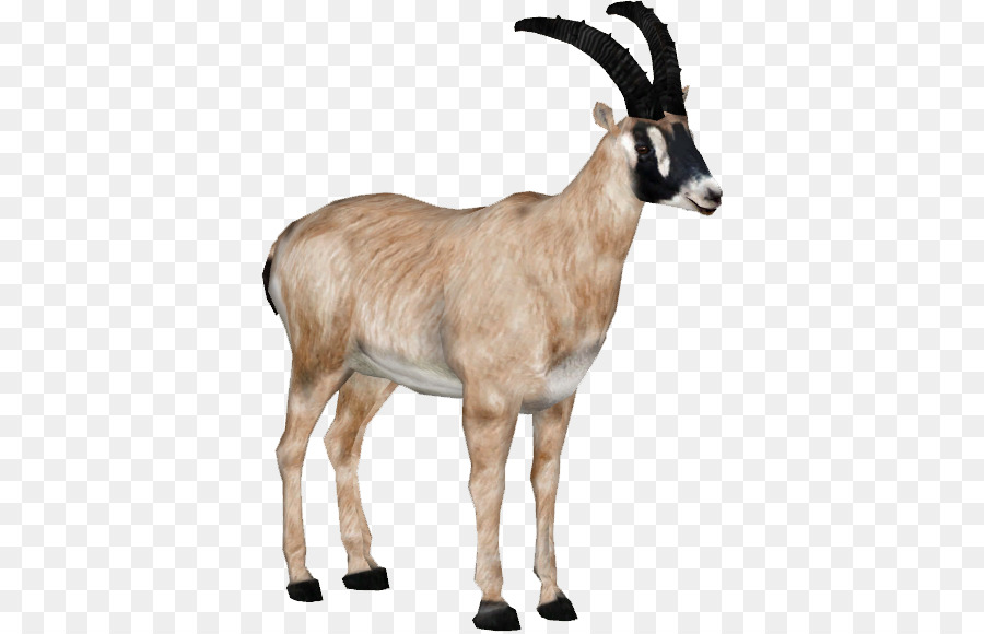 Gemsbok，Antílope PNG