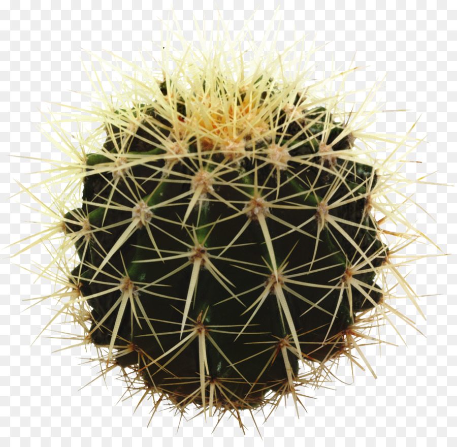 Cactus，Planta Suculenta PNG